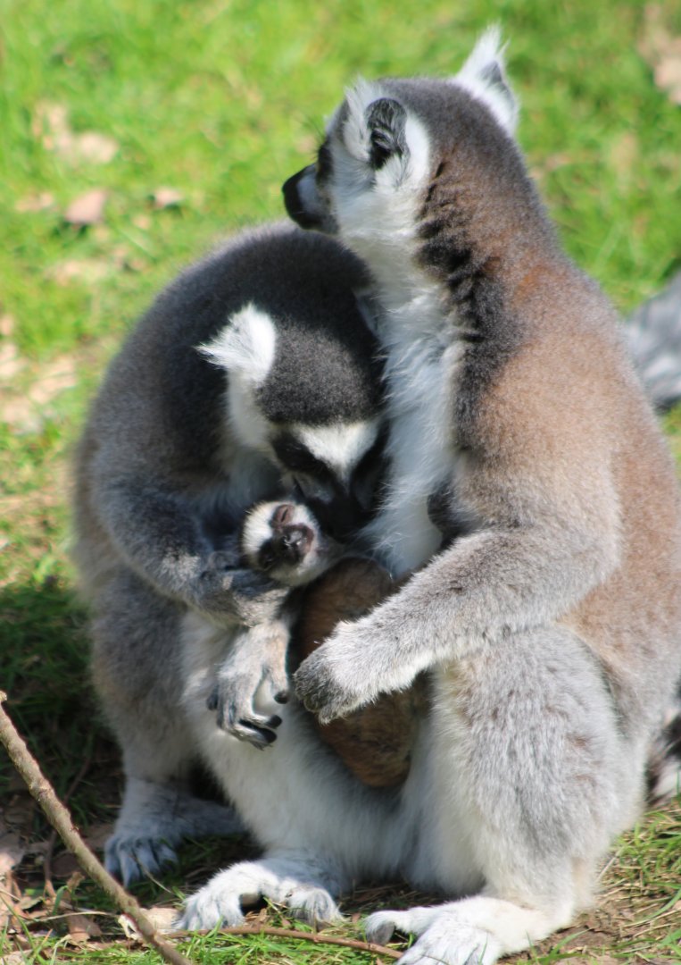 Ring-tailed makis - with baby