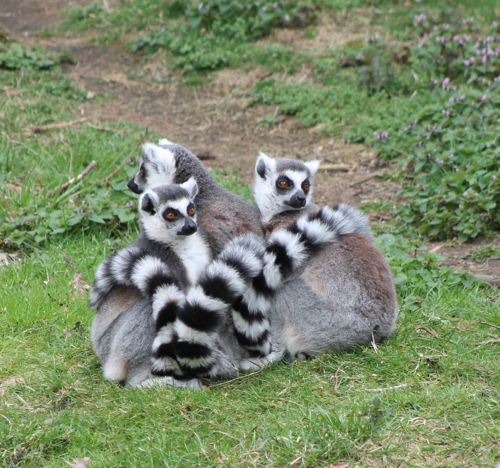 Ring-tailed makis