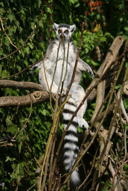 Ring Tailed - May 2010