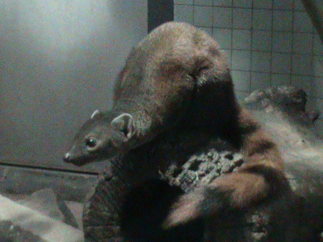 ring-tailed mongoose 030910