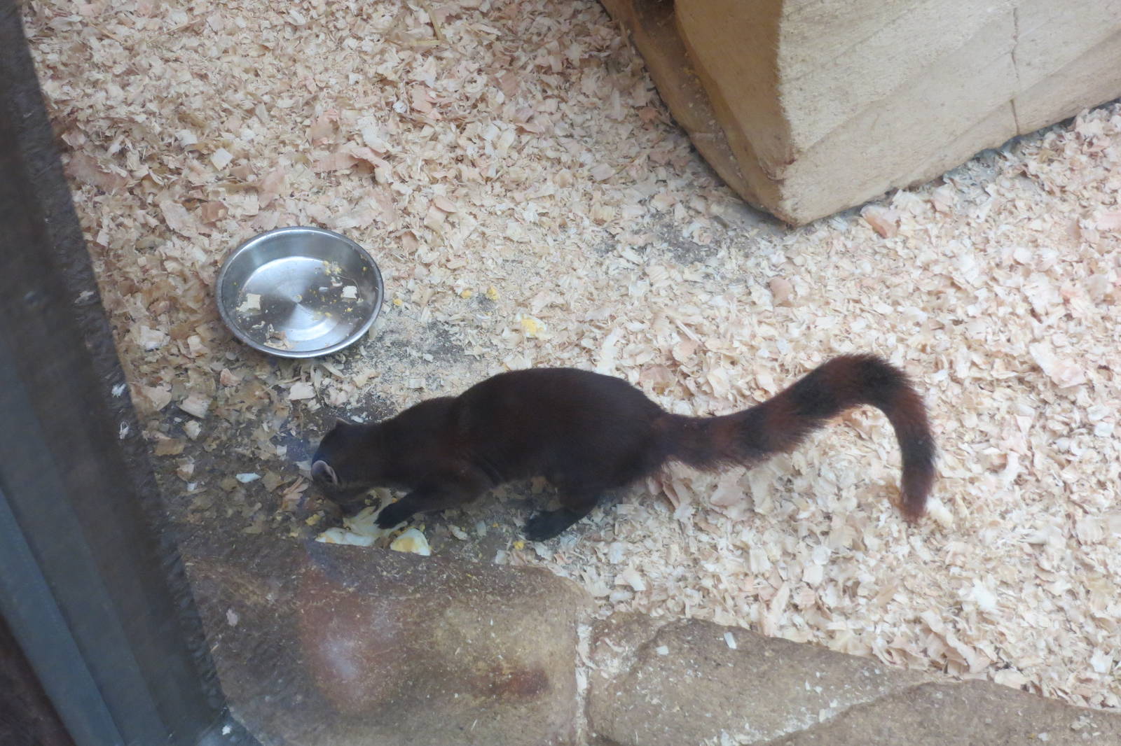 Ring-tailed Mongoose 10/14