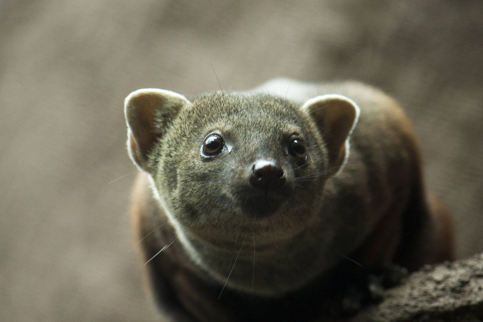 Ring-tailed mongoose, 11/28/14
