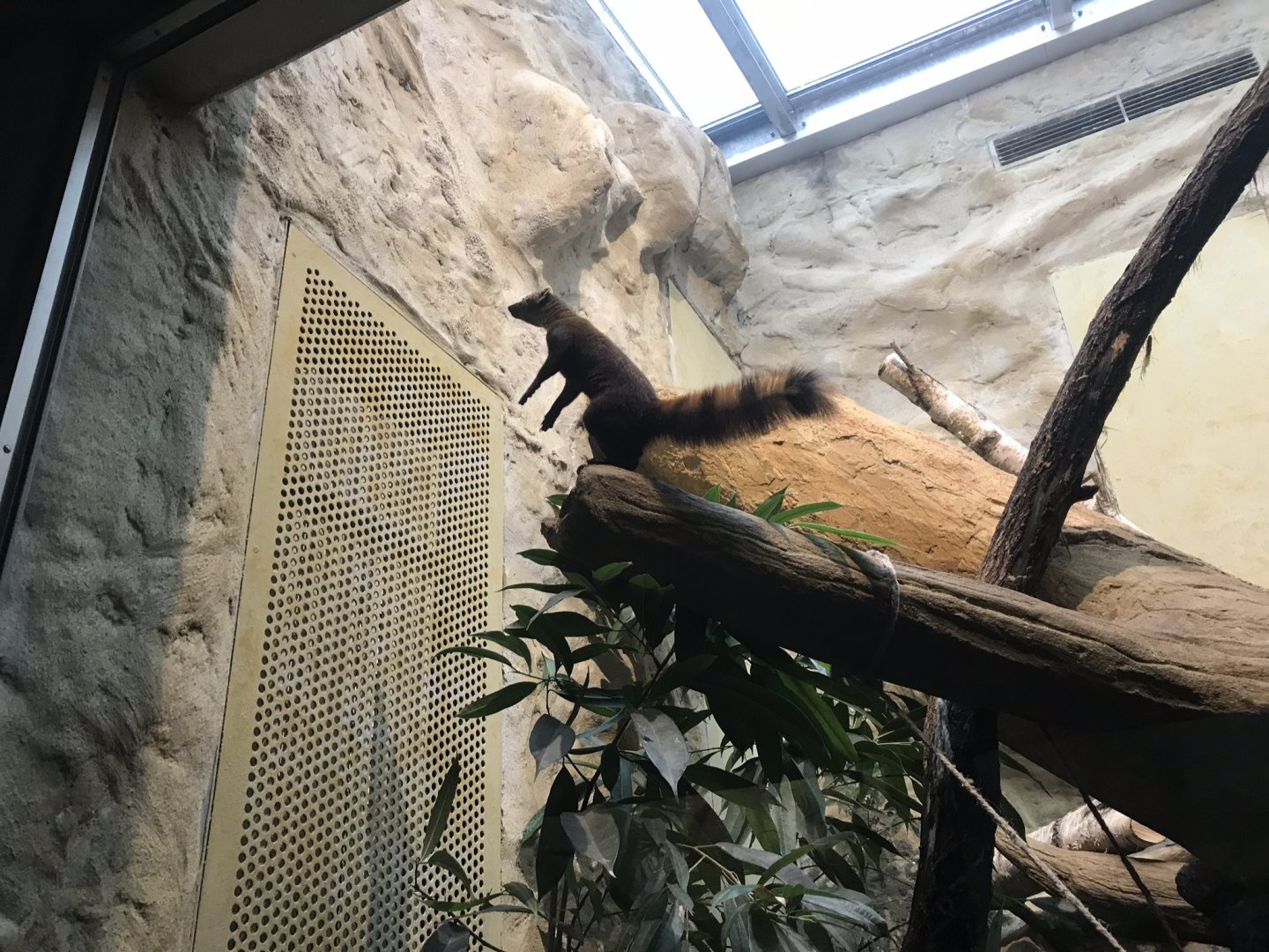 Ring-tailed mongoose 290118