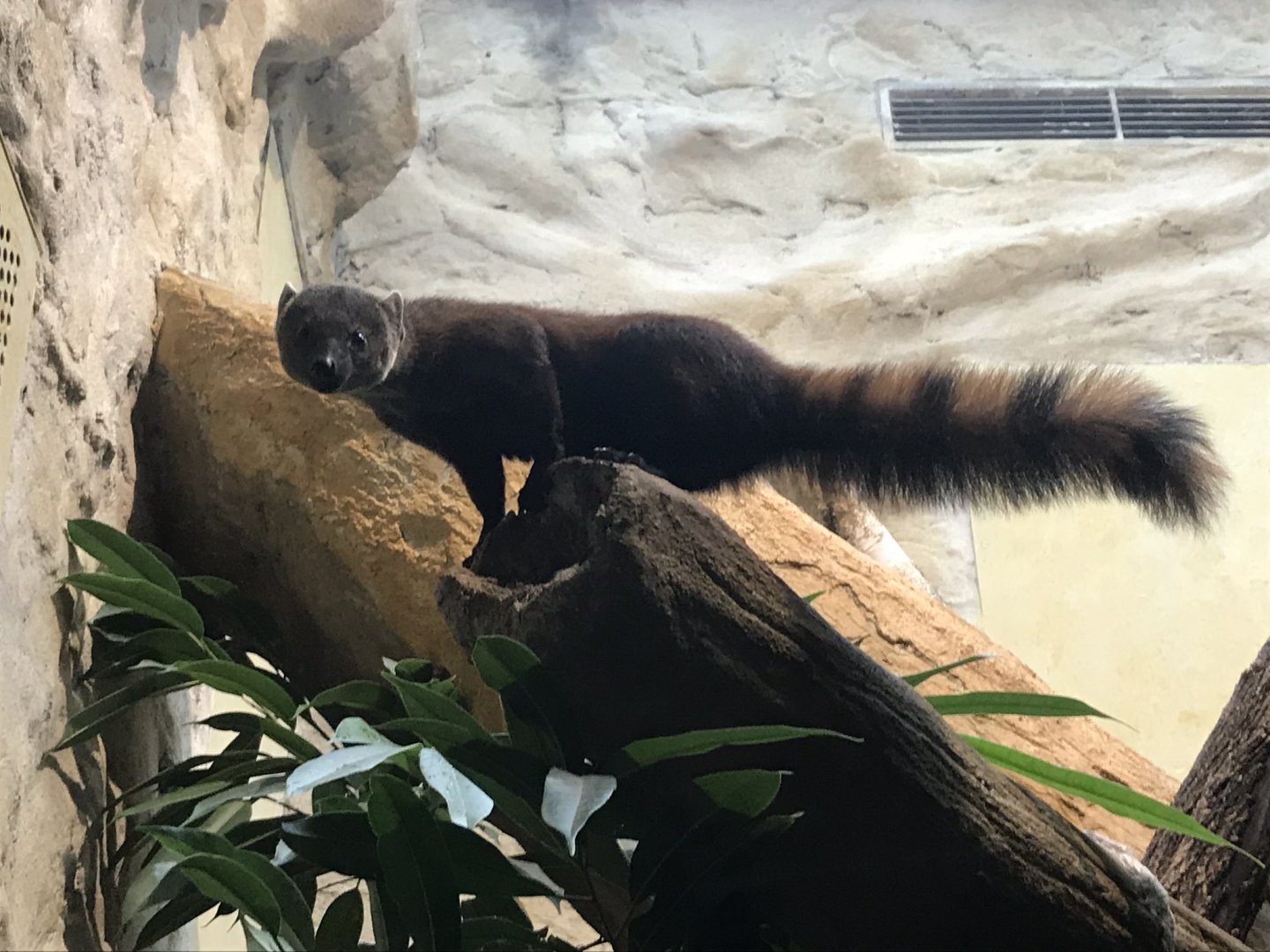 Ring-tailed mongoose 290118