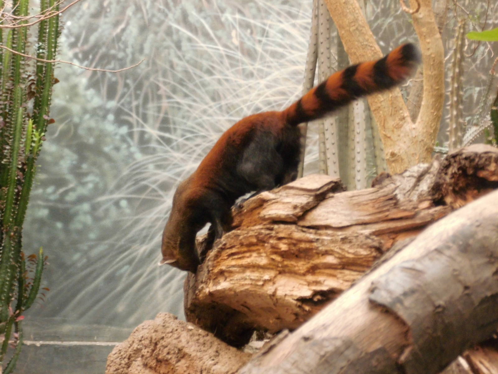 Ring-tailed Mongoose at Bronx zoo 2014-12-27