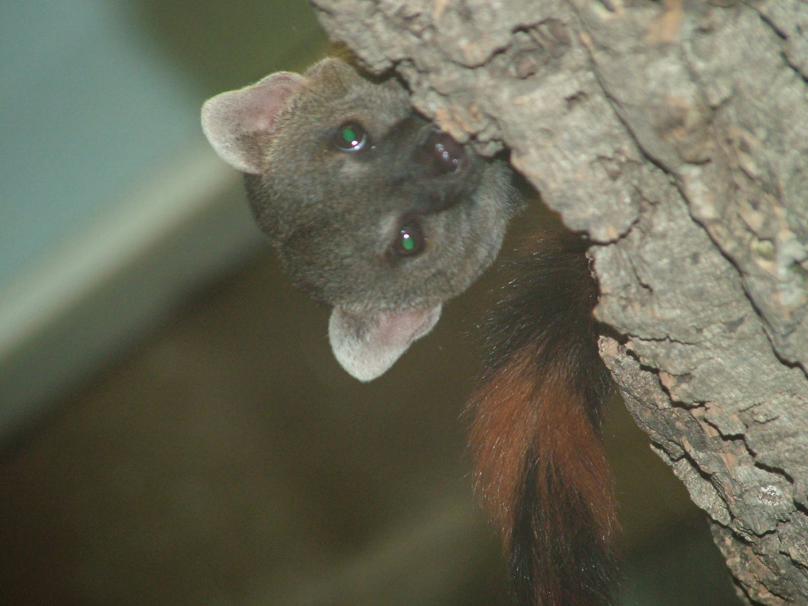 Ring-tailed Mongoose at Koeln 12/05/09