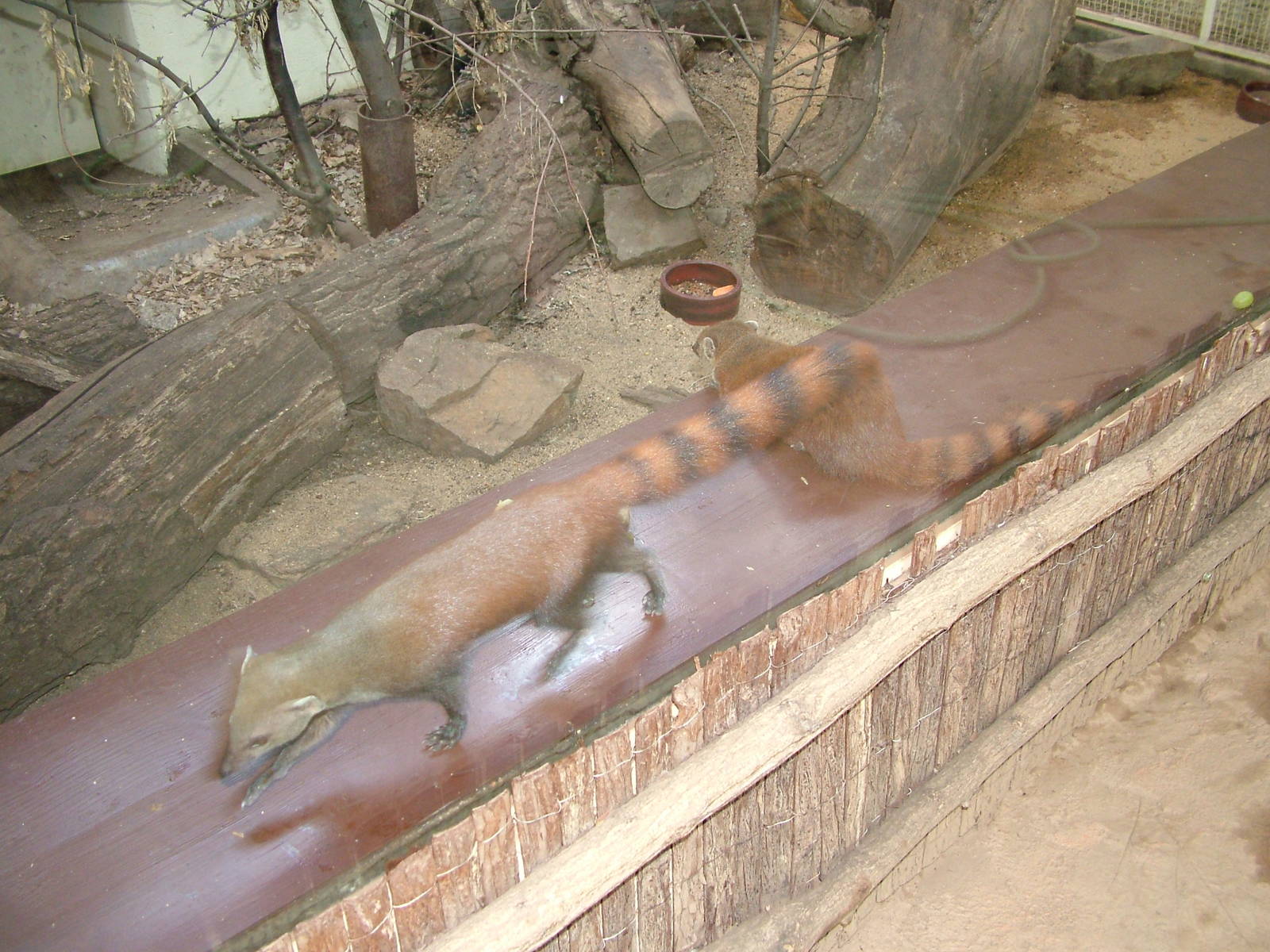 Ring-tailed Mongoose at Plzen, 25/05/10