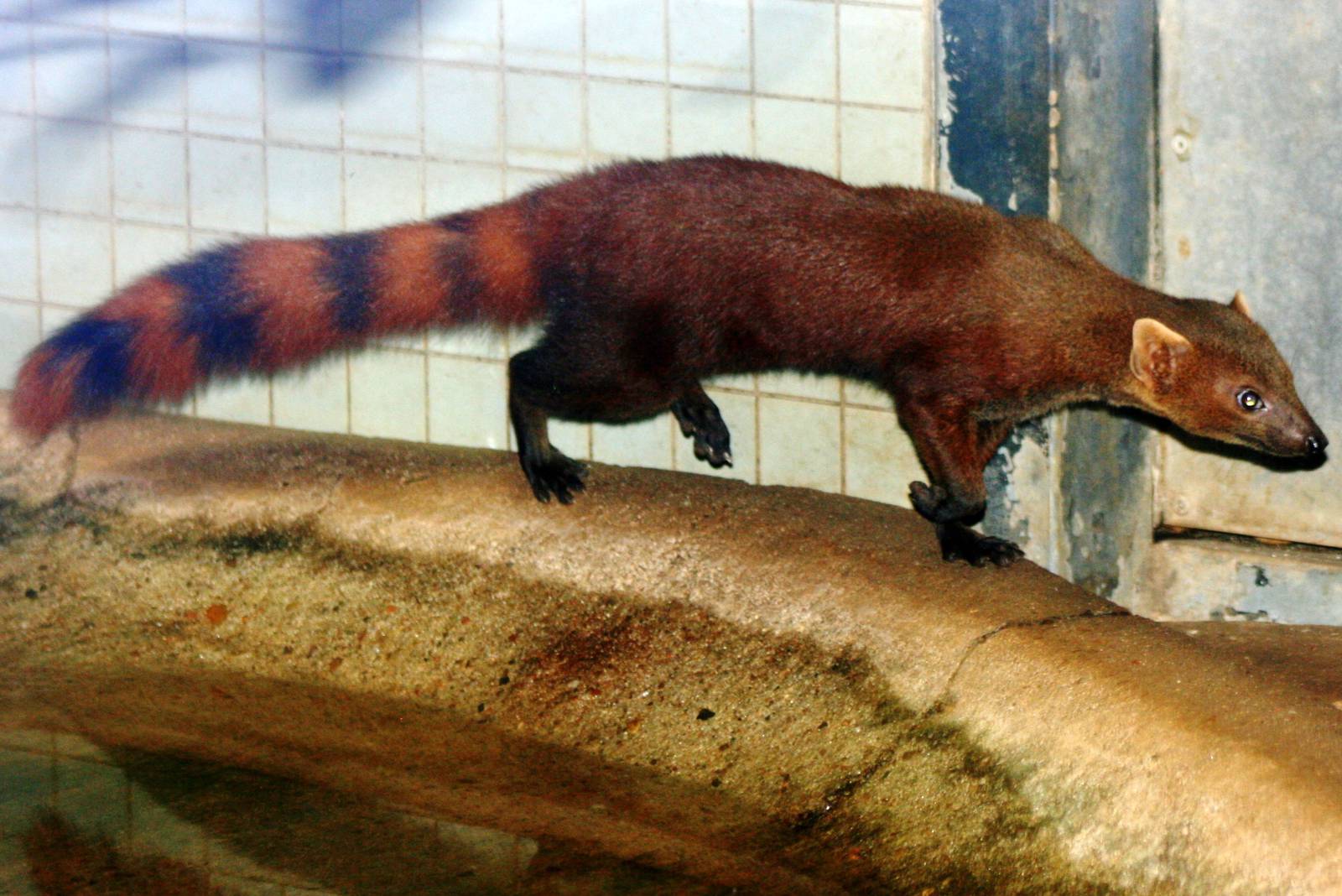 Ring-tailed mongoose; Berlin Zoo; 7th September 2011