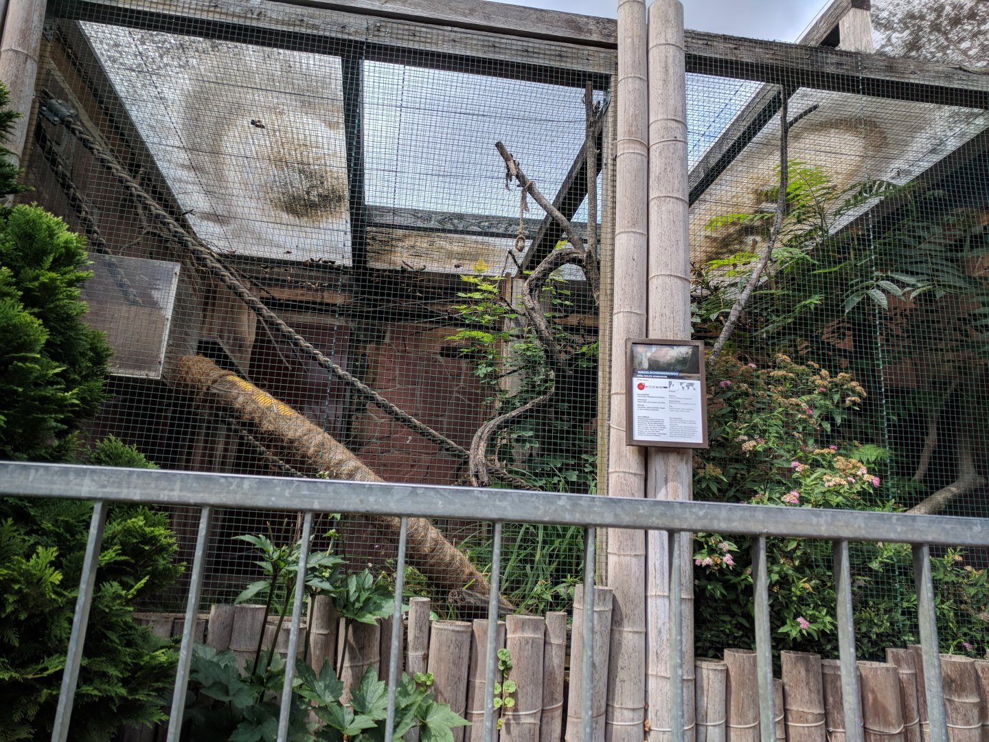 Ring tailed Mongoose Enclosure