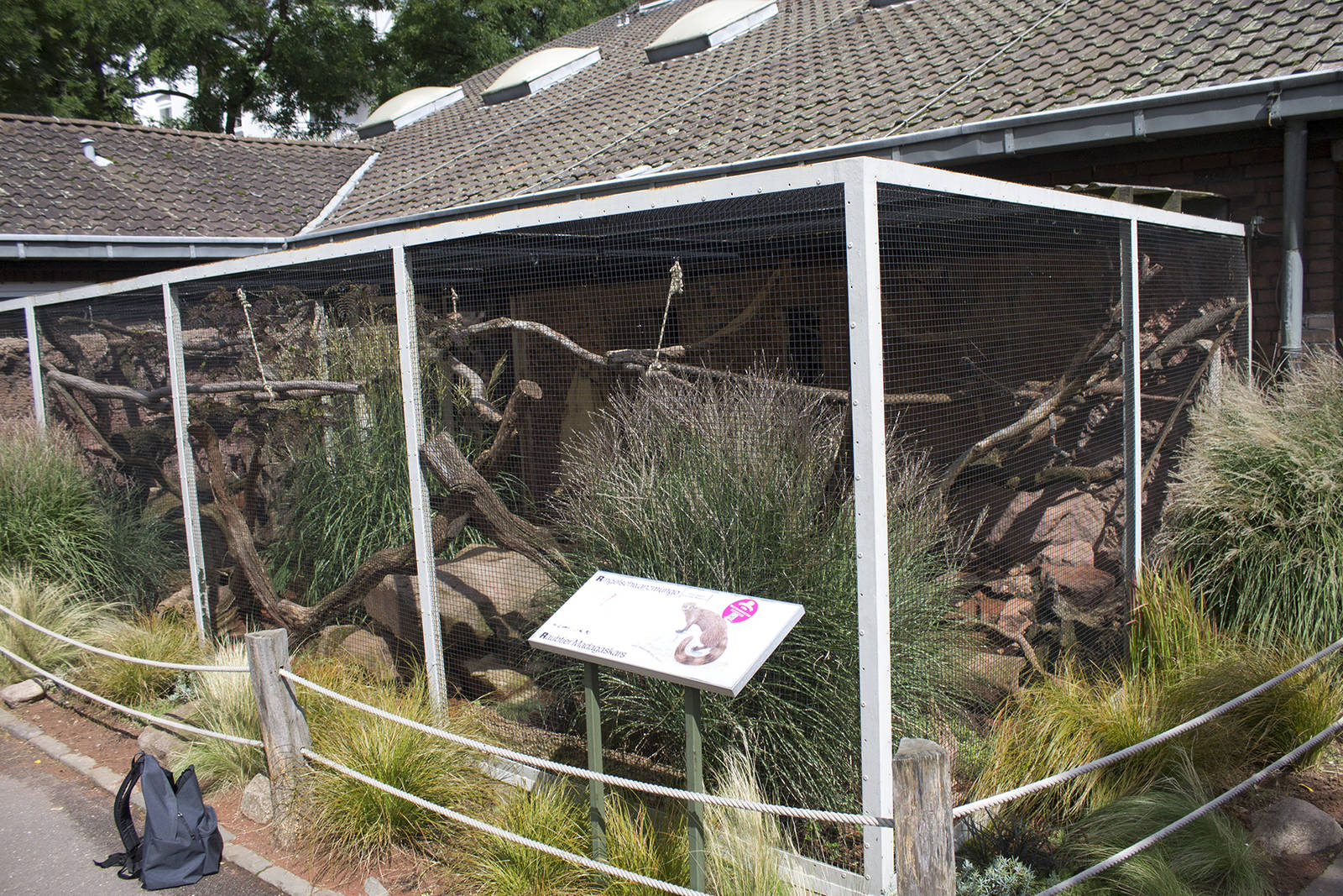 Ring-tailed mongoose exhibit, 8/15/14