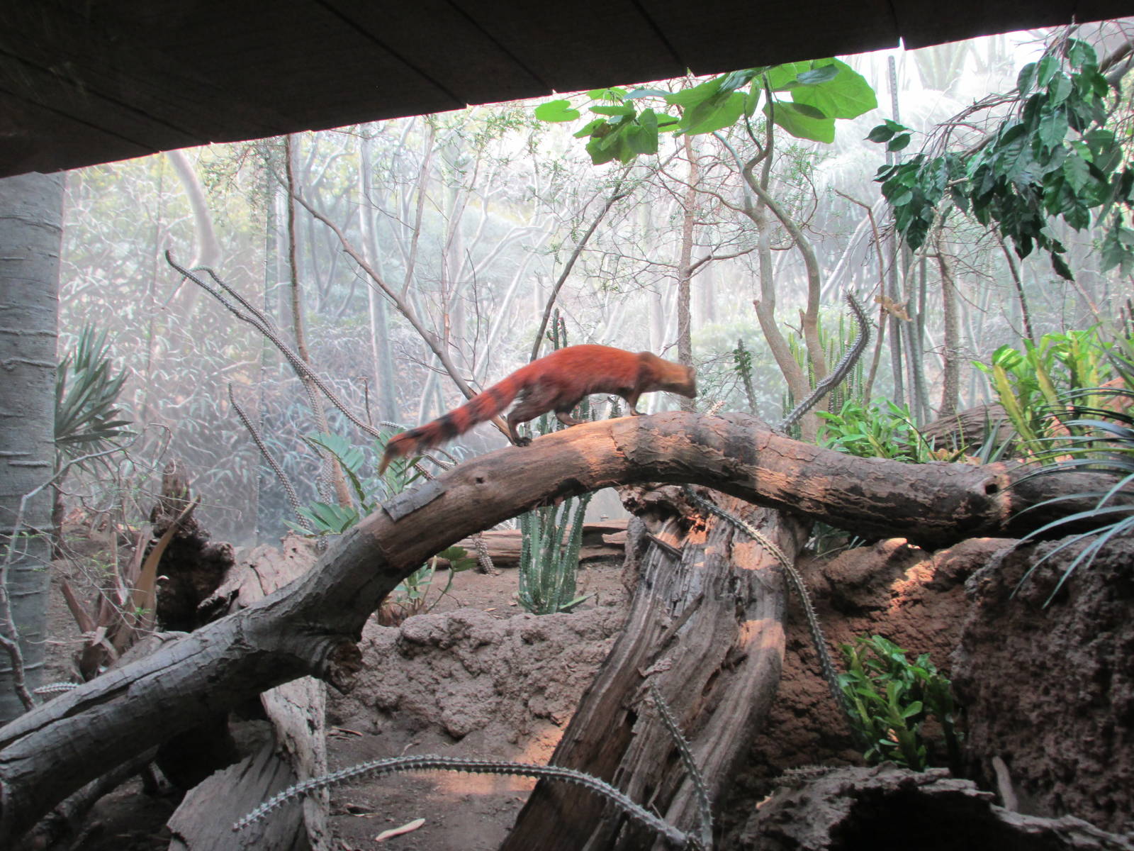 Ring Tailed Mongoose exhibit Bronx Zoo