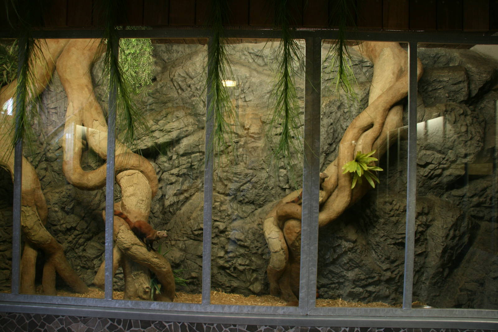 Ring-tailed mongoose exhibit