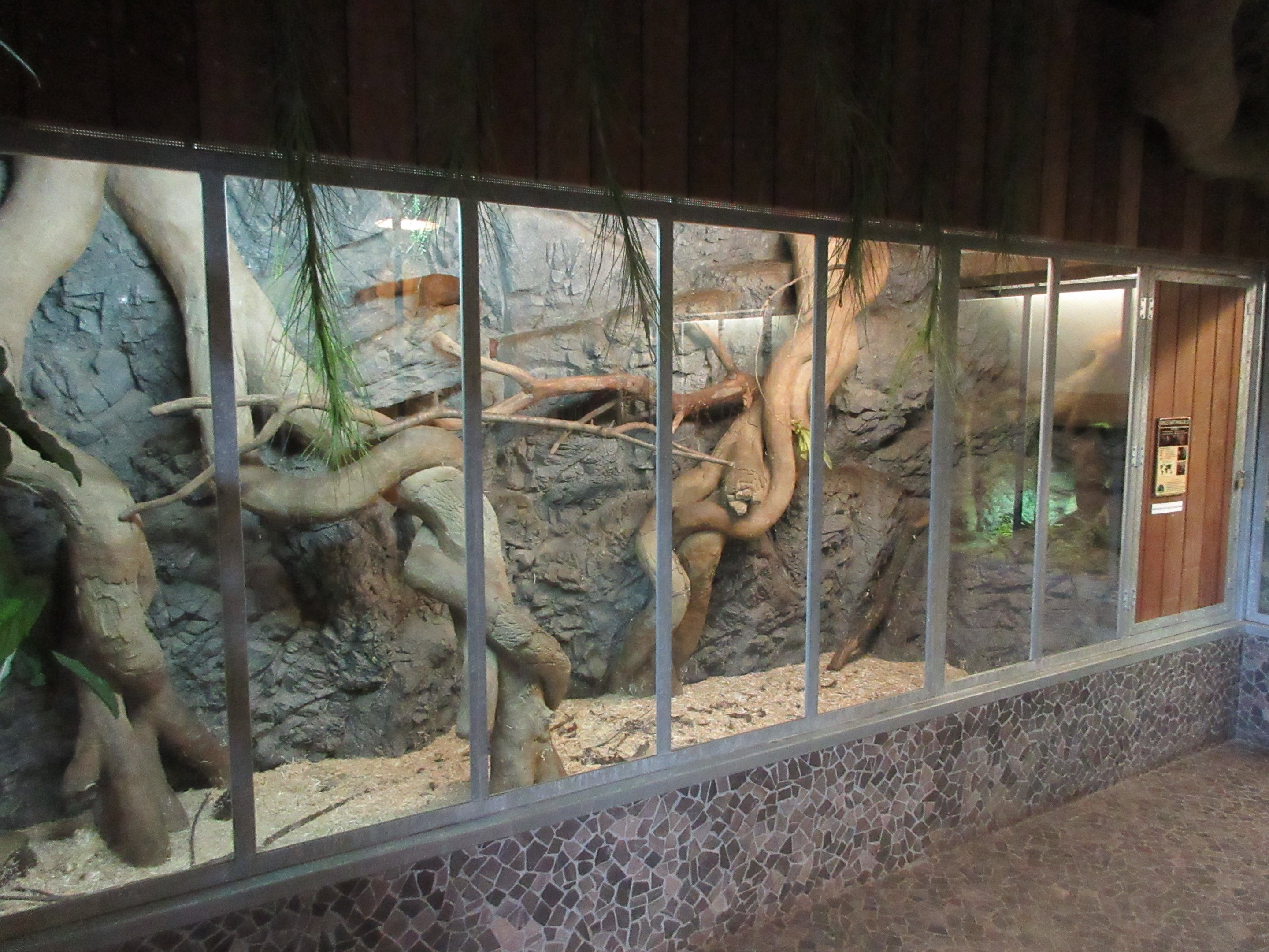 Ring-tailed Mongoose Exhibit