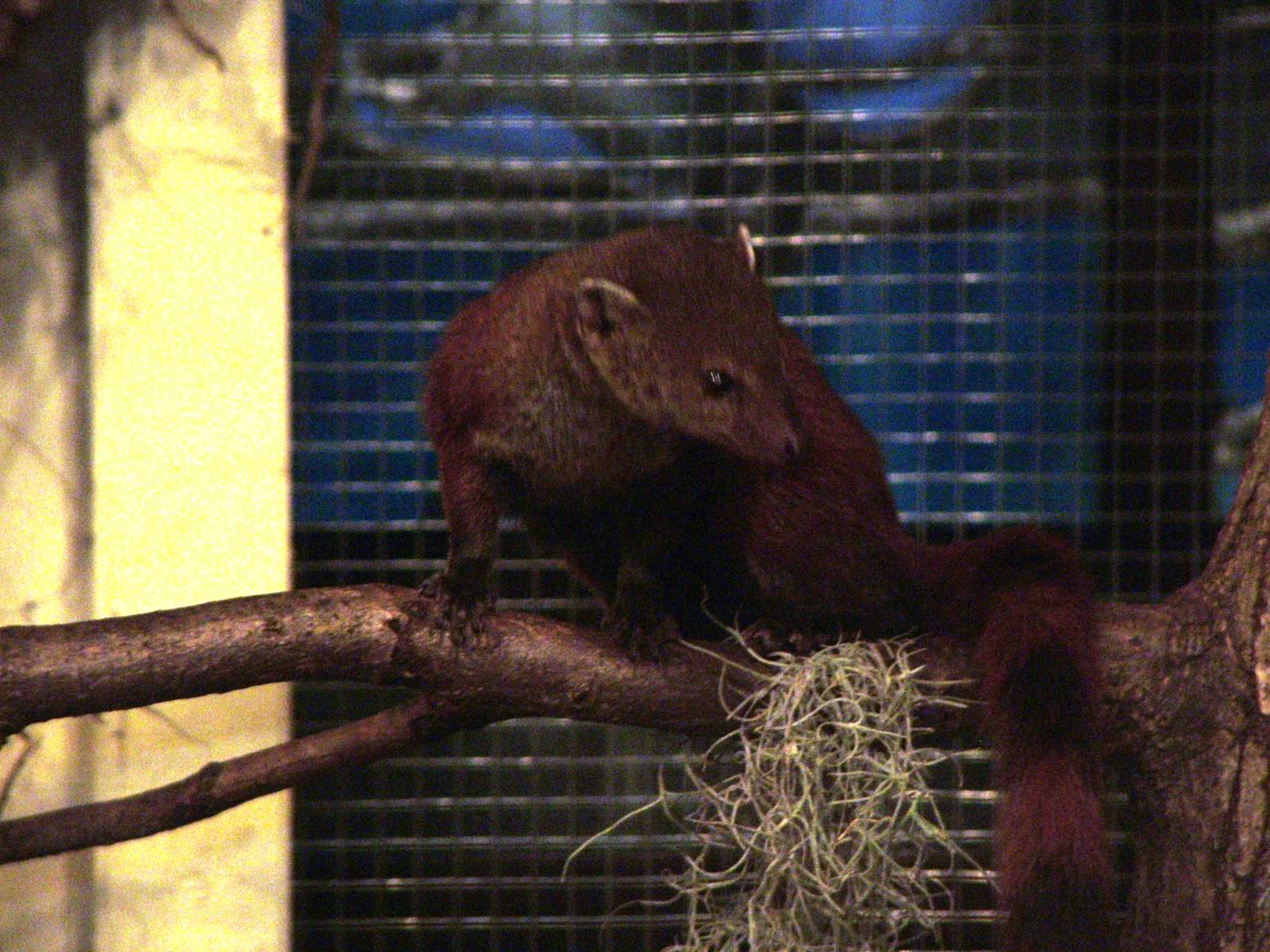 Ring-tailed Mongoose (Galidia elegans) at Walsrode 2007