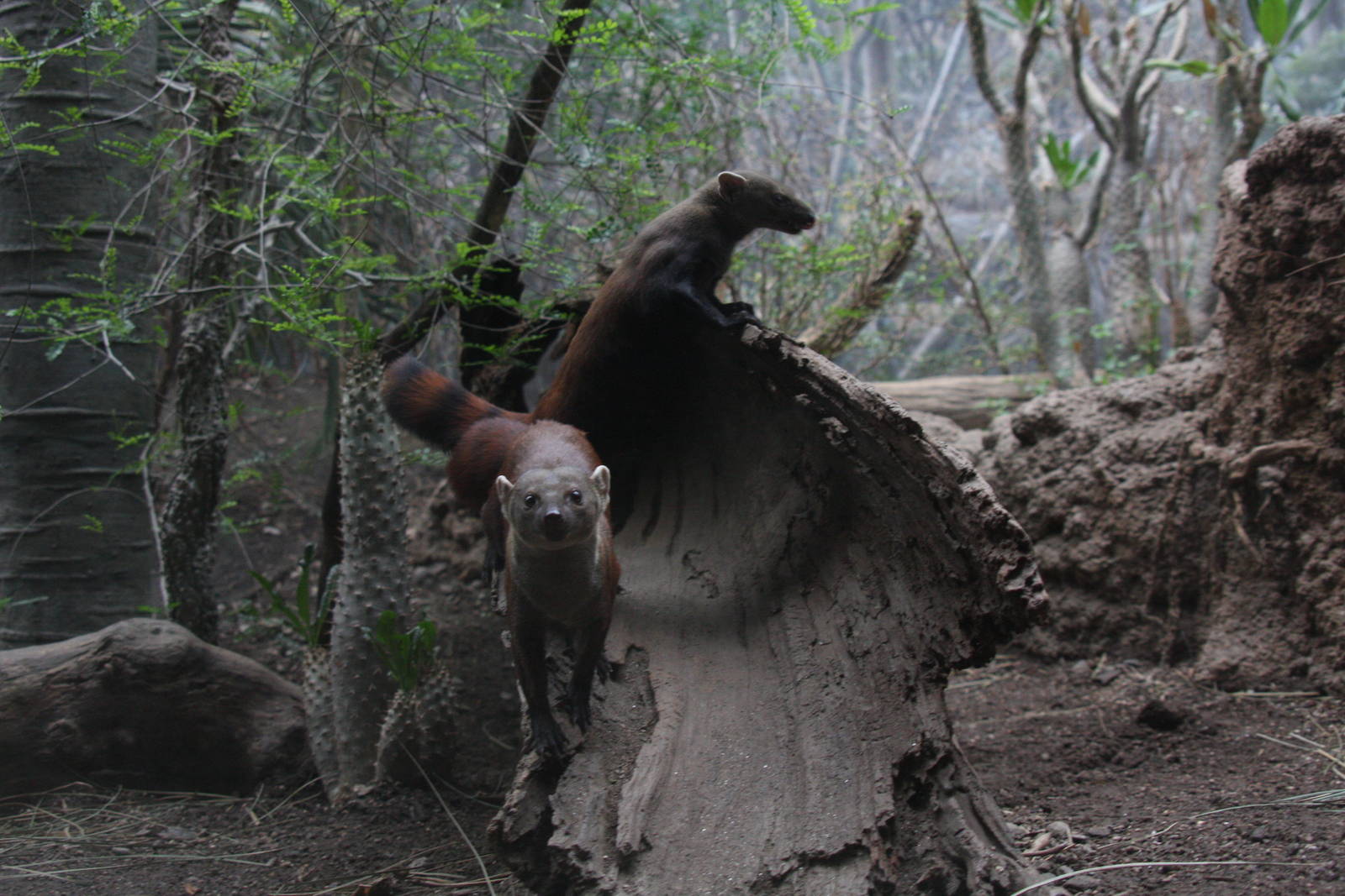 Ring-tailed mongoose (Galidia elegans)
