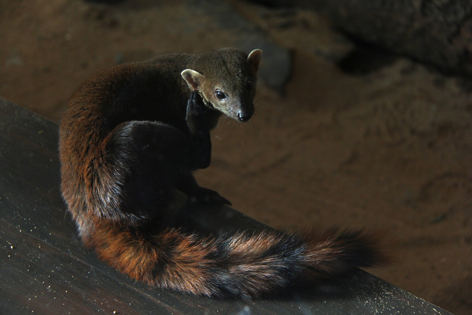 ring-tailed mongoose (Galidia elegans)
