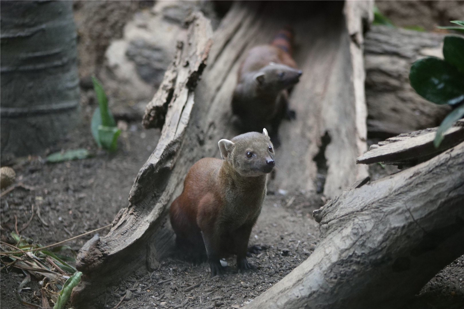 Ring-tailed mongoose (Galidia elegans)