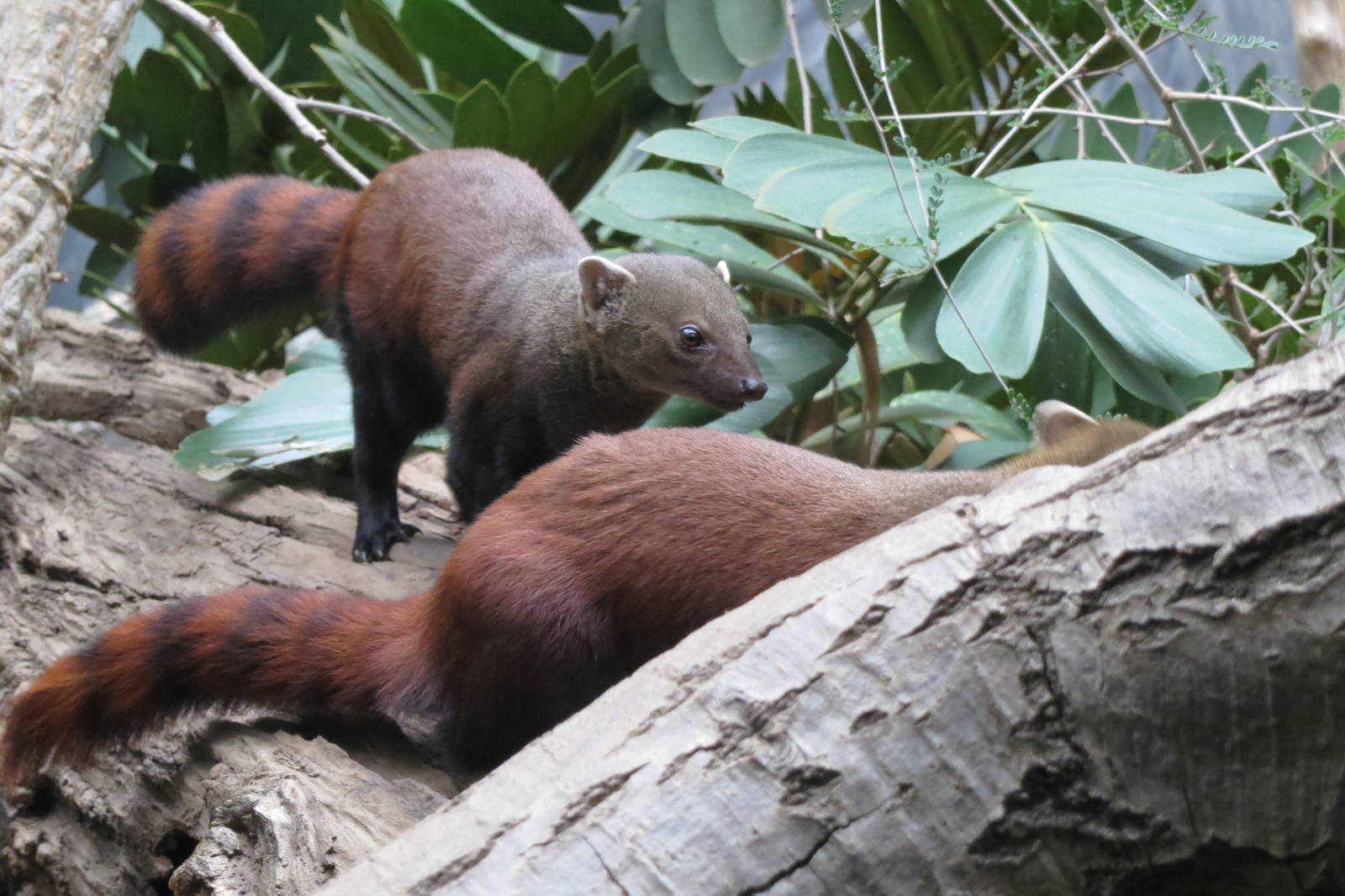 Ring-tailed Mongoose - Madagascar 031215