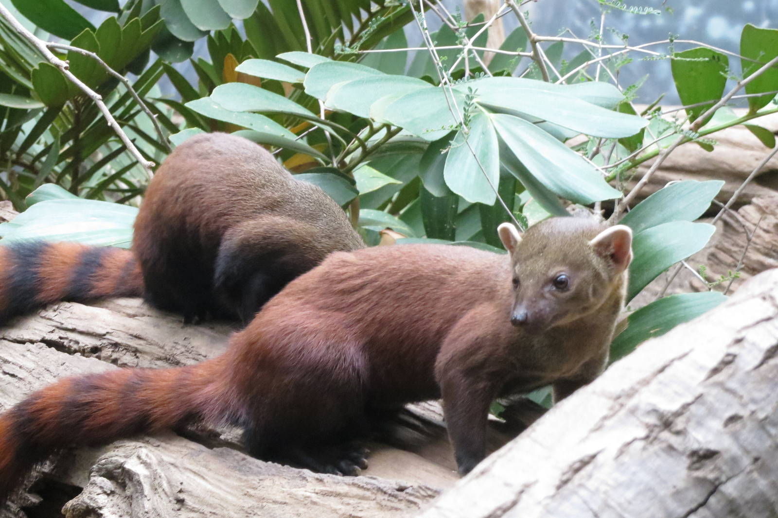 Ring-tailed Mongoose - Madagascar 031215