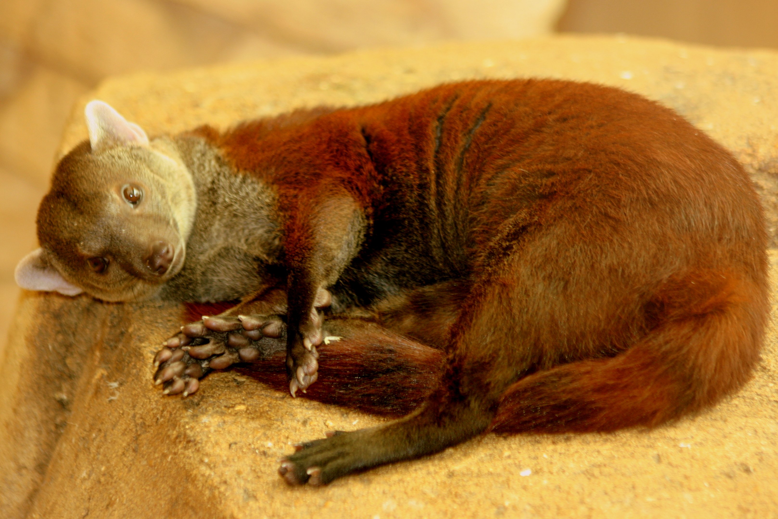 Ring-tailed mongoose; RSCC; 22nd August 2015