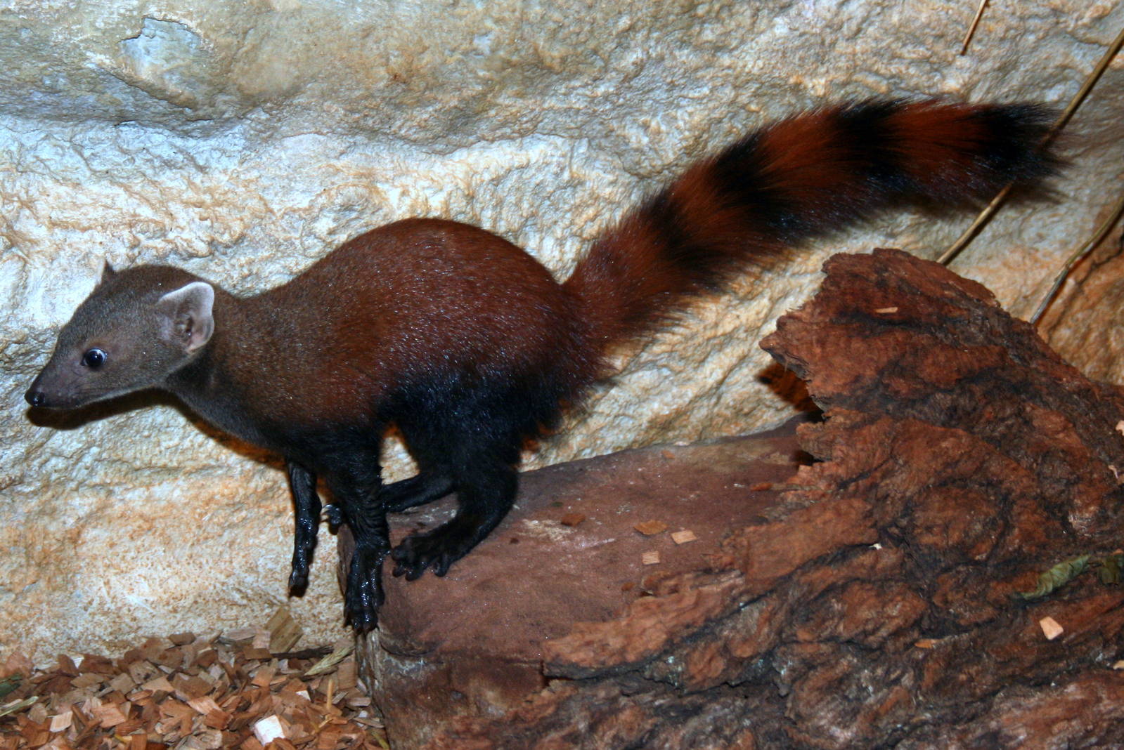 Ring-tailed mongoose; Saarbrucken Zoo; 7th September 2010