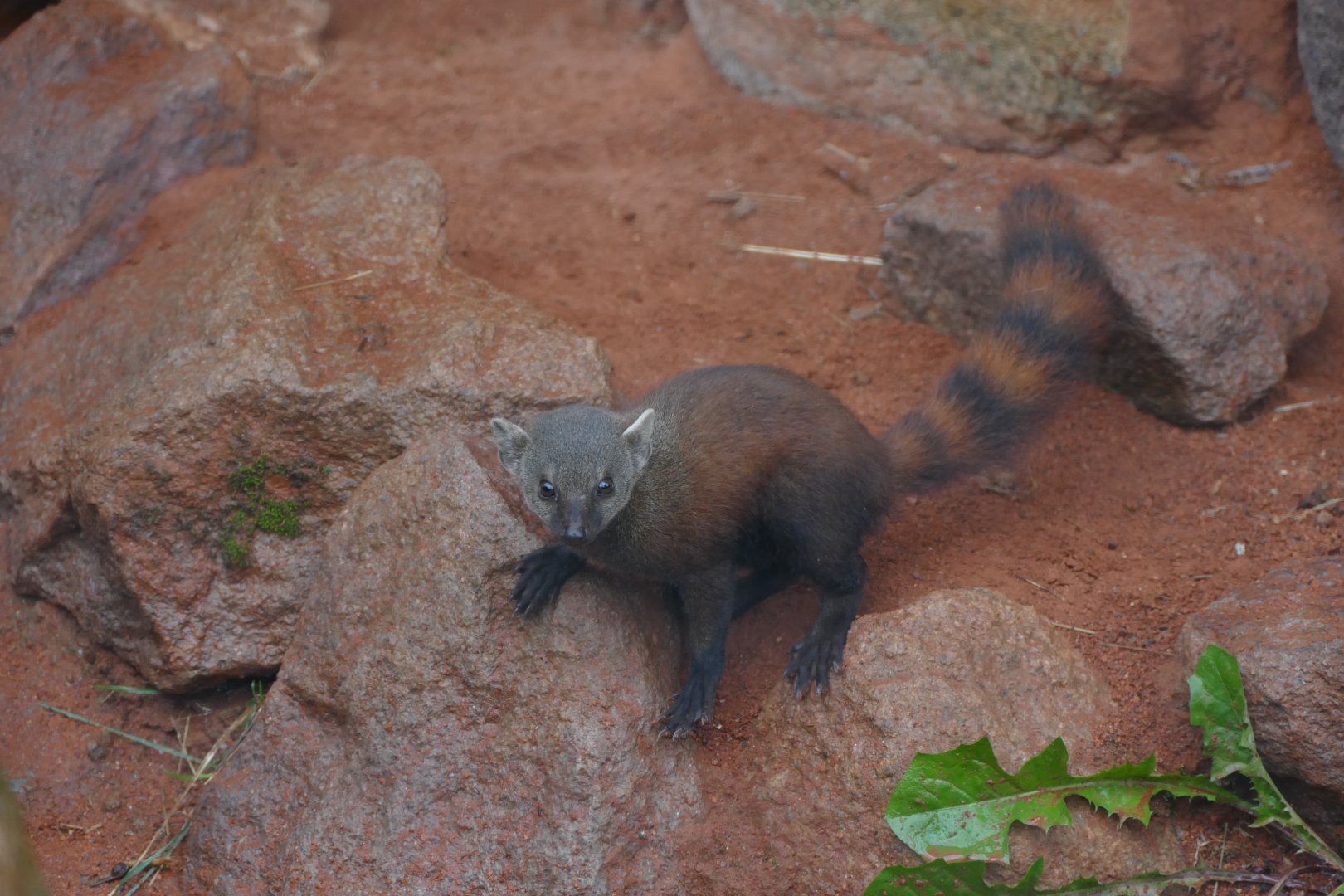 Ring-tailed mongoose Youngster