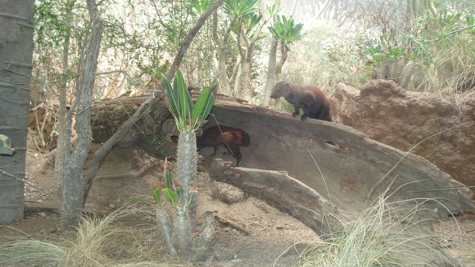 ring tailed mongoose