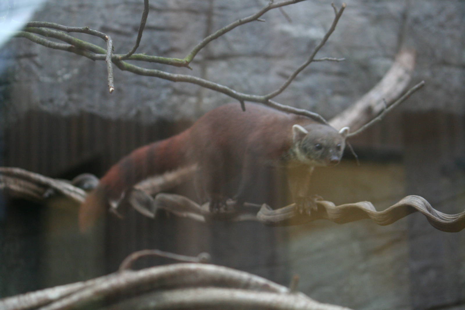 Ring-tailed mongoose