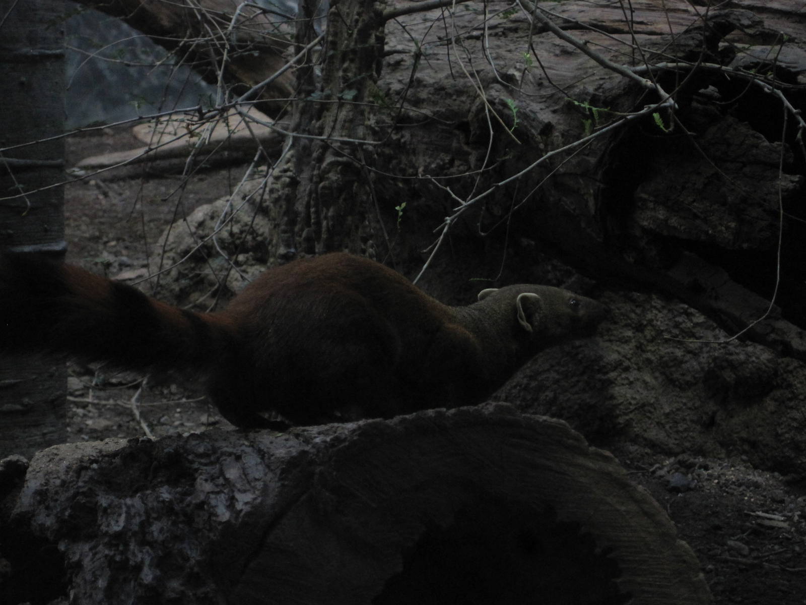 Ring-Tailed Mongoose