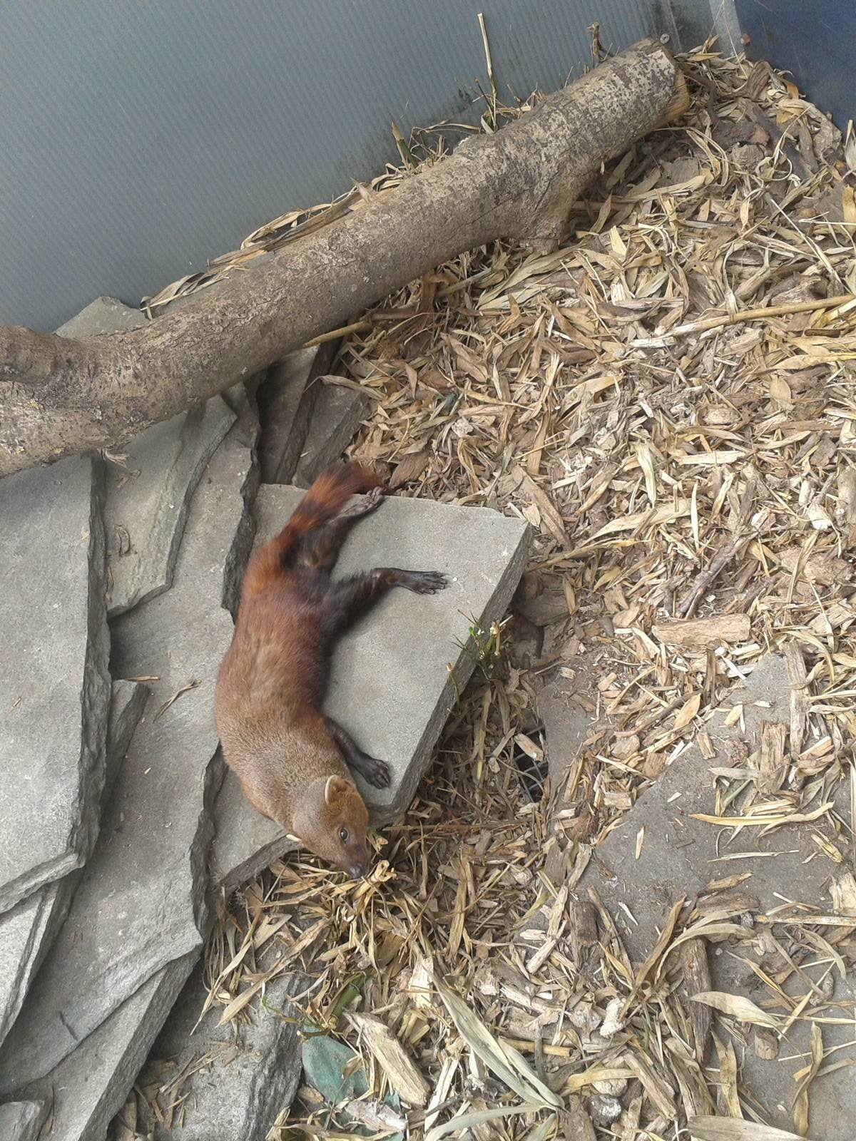 ring-tailed mongoose