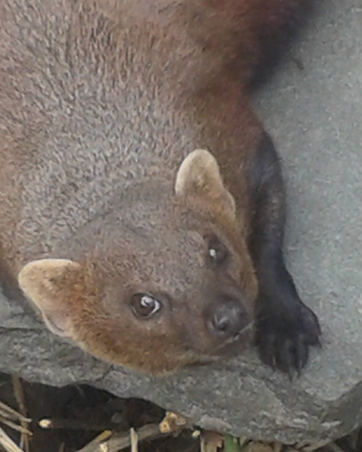 ring-tailed mongoose