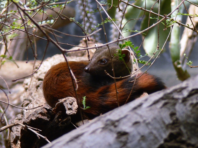 Ring-tailed mongoose