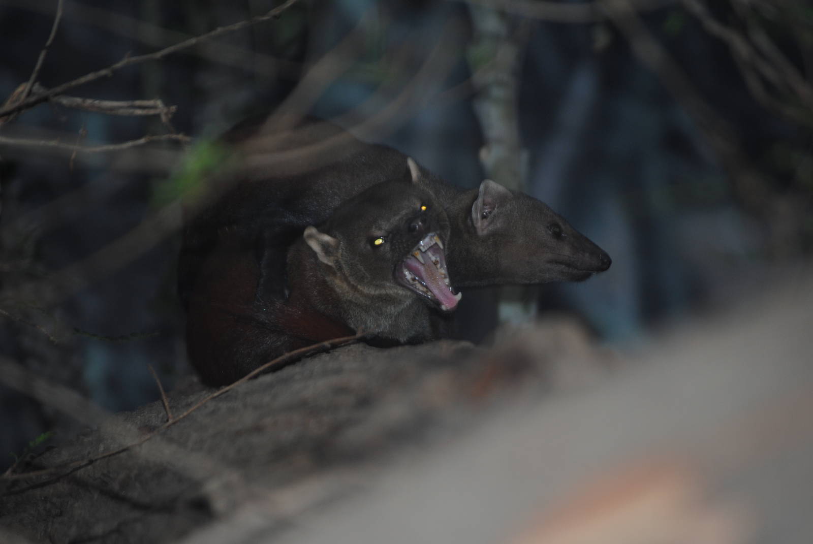 Ring-Tailed Mongoose