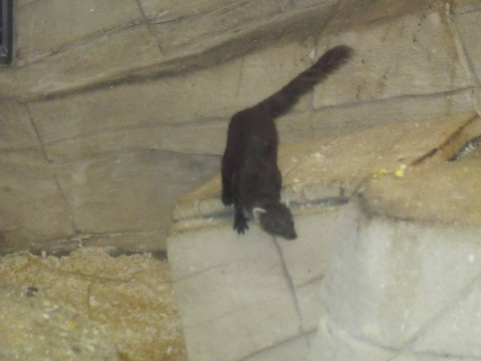 ring tailed mongoose