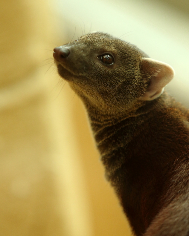 Ring-tailed Mongoose