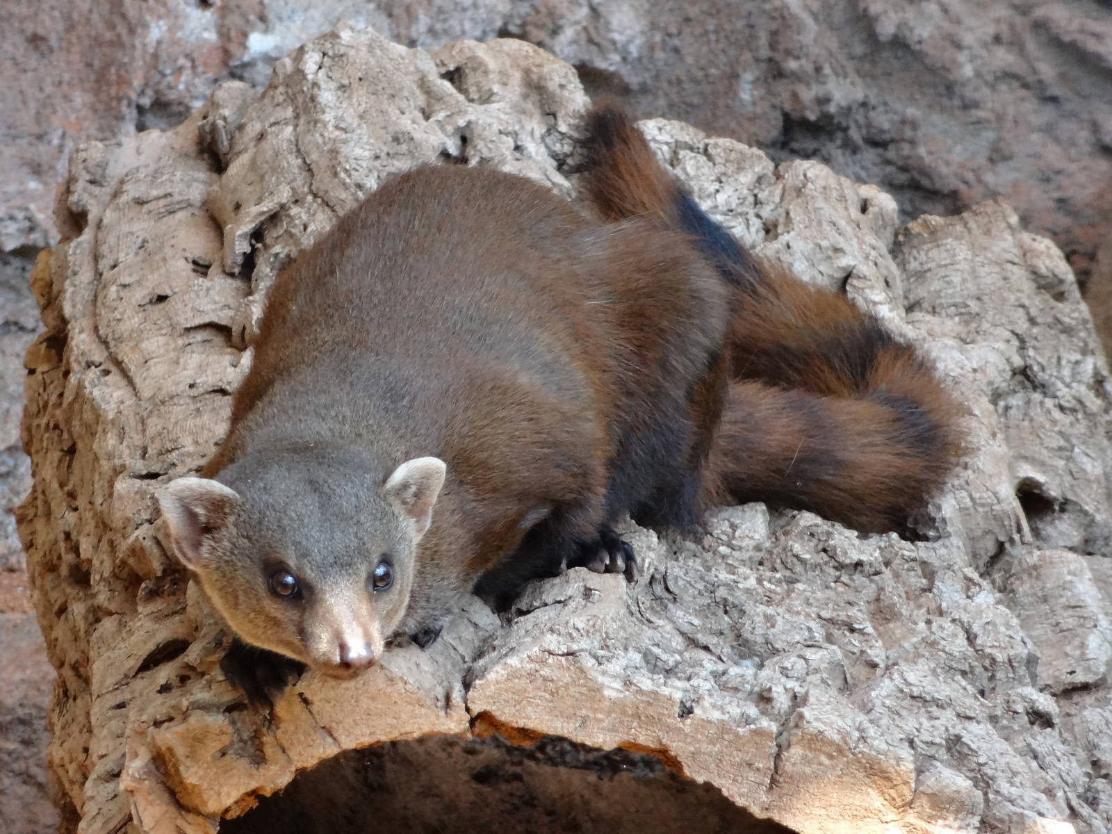 Ring-tailed mongoose