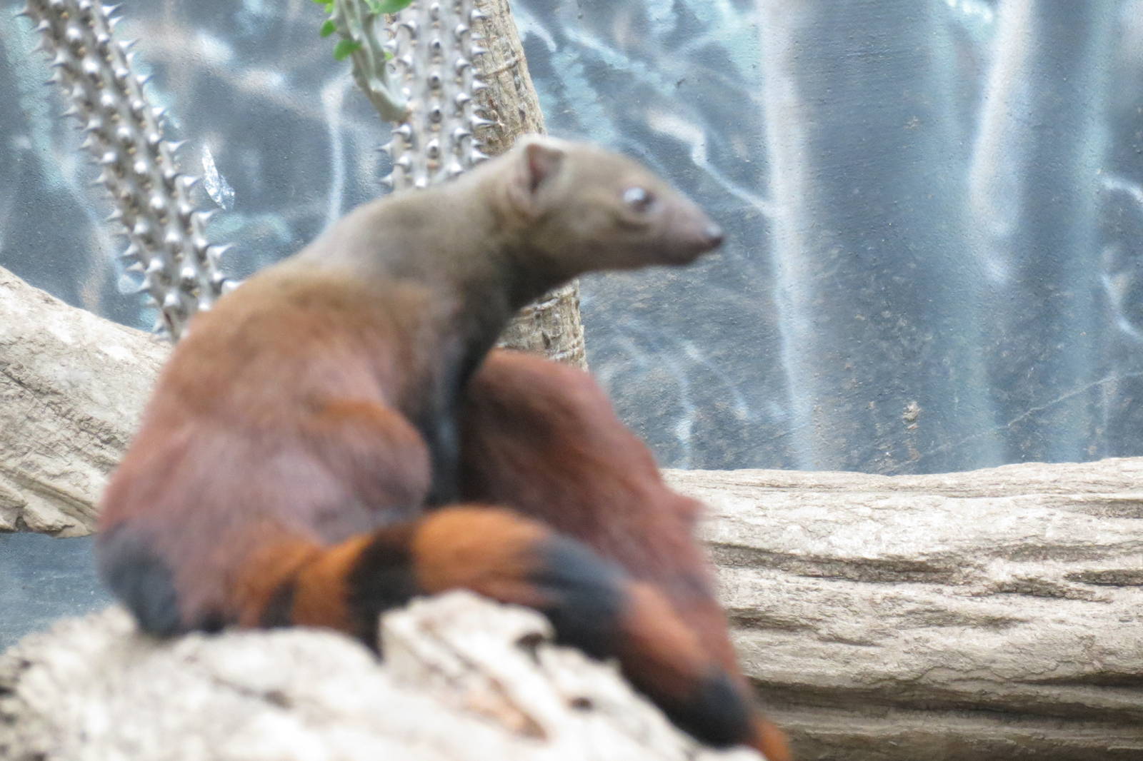 Ring tailed mongoose