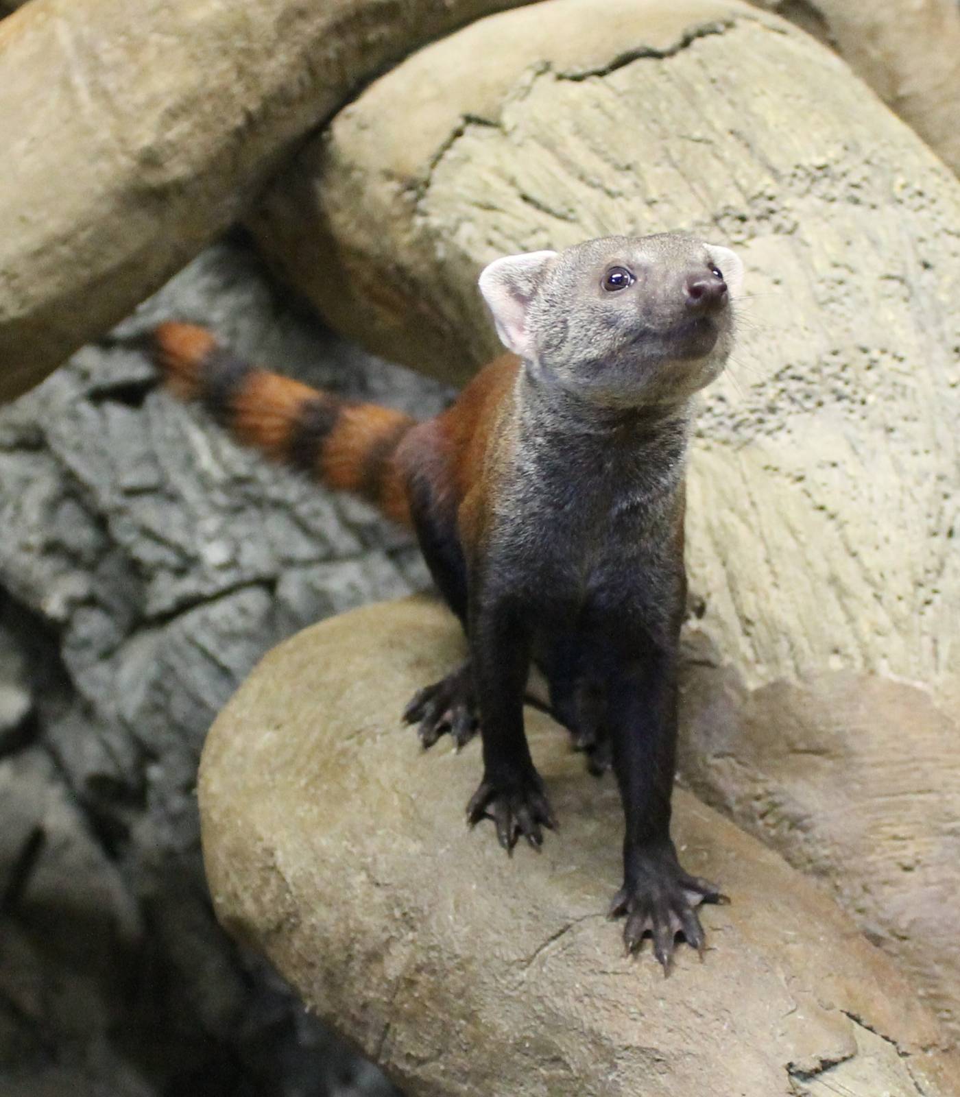 Ring-tailed mongoose