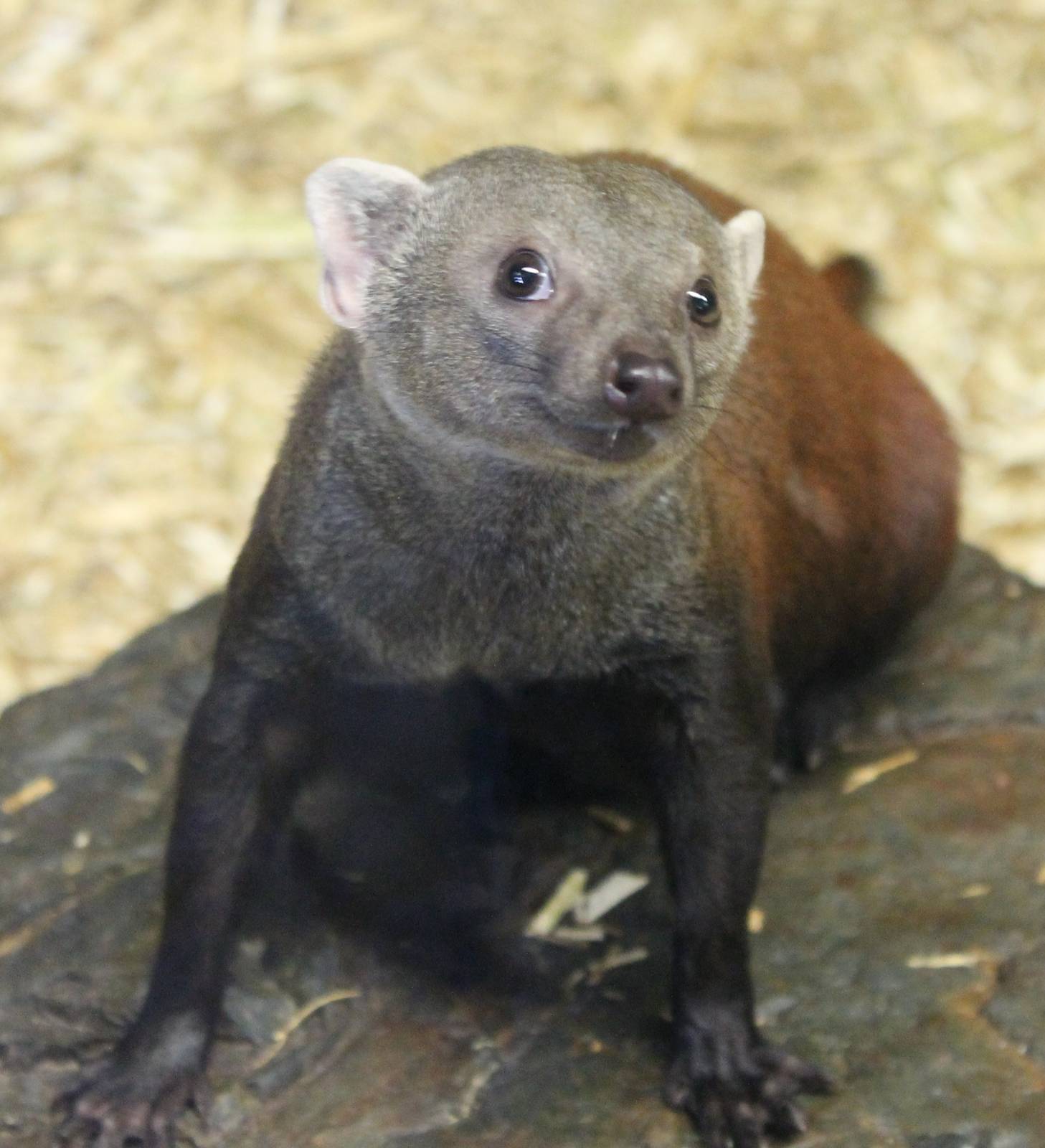 Ring-tailed mongoose