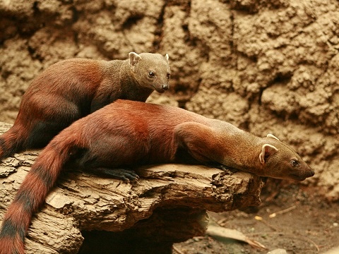 Ring-tailed Mongoose