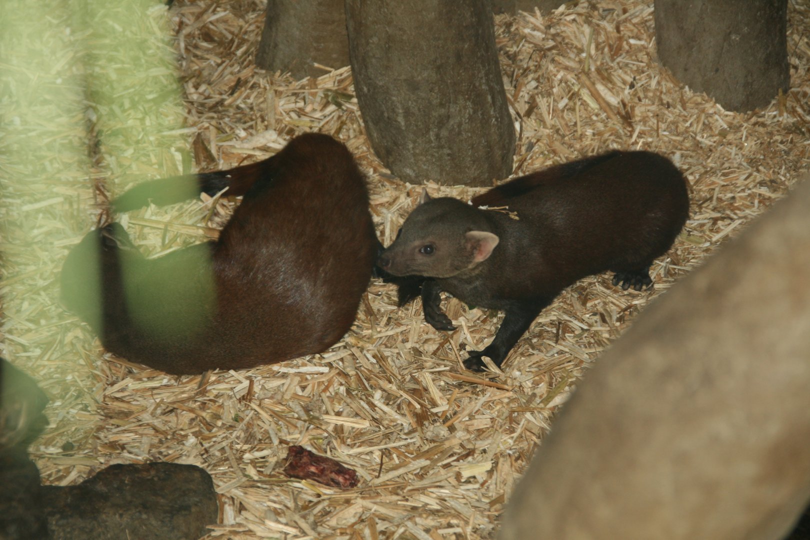 Ring-tailed mongoose