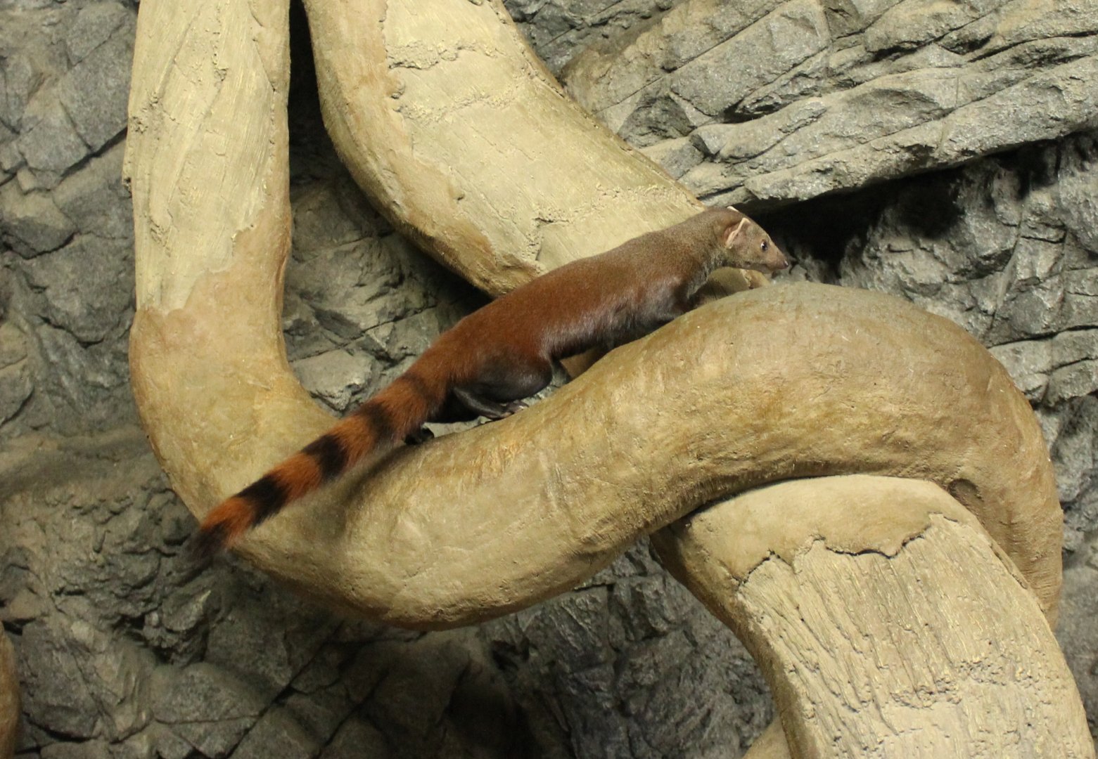 Ring-tailed mongoose
