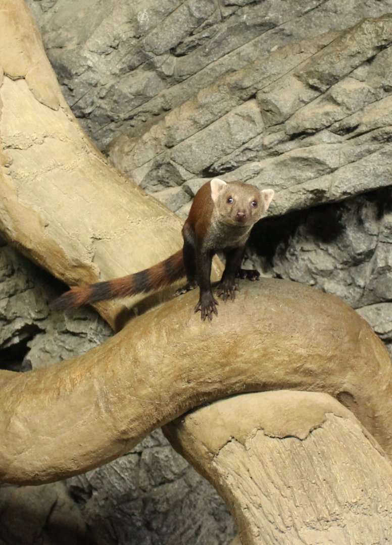 Ring-tailed mongoose