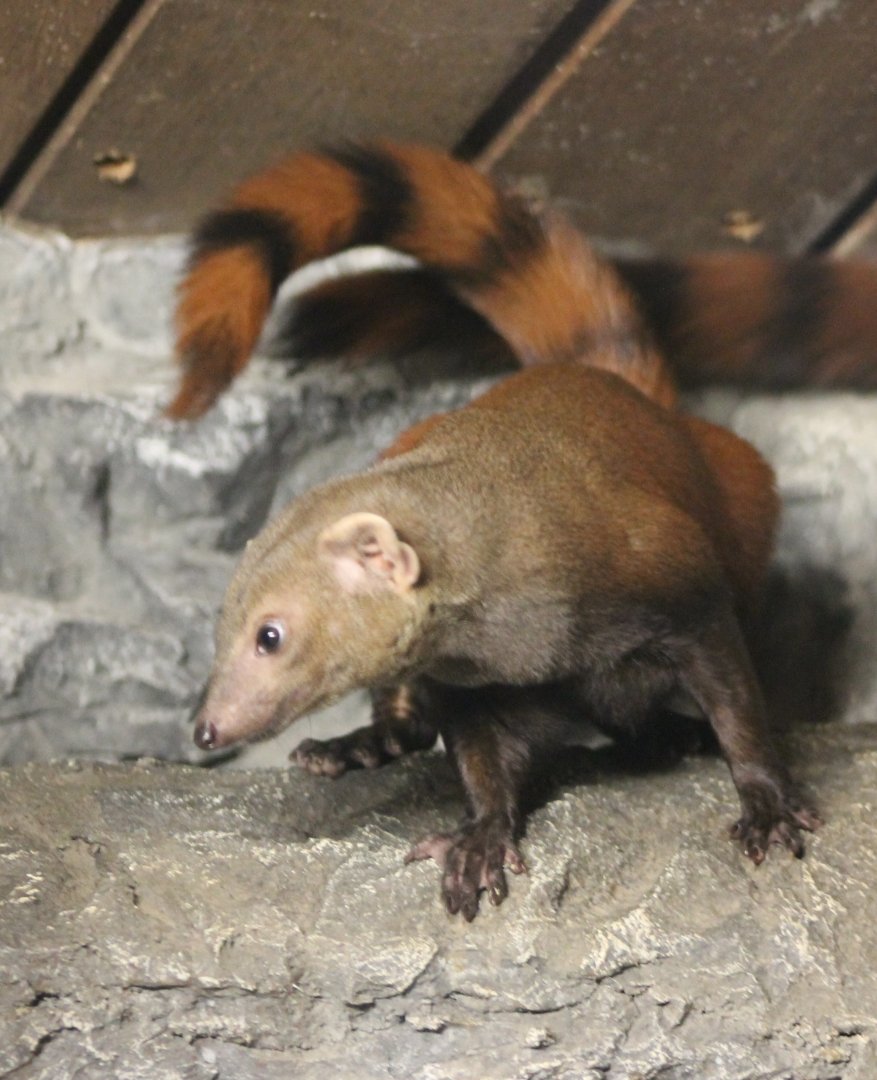 Ring-tailed mongoose