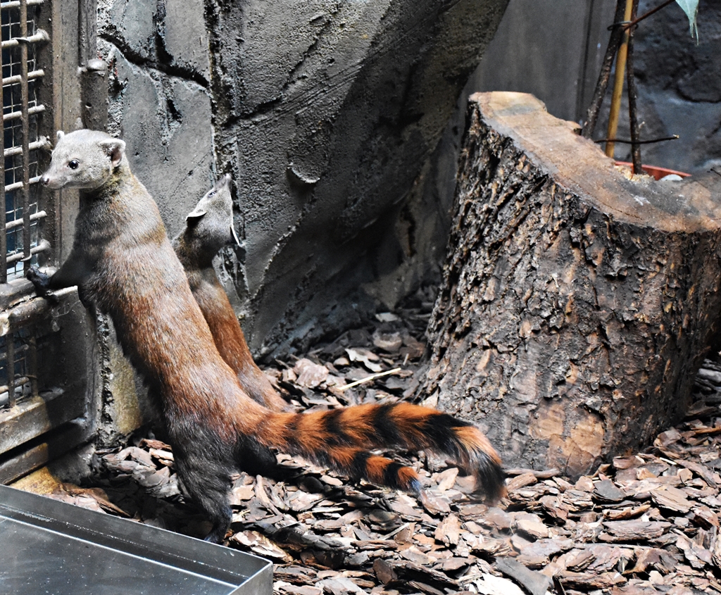 Ring-tailed mongoose