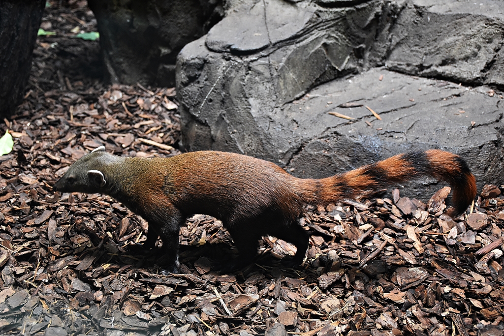 Ring-tailed mongoose