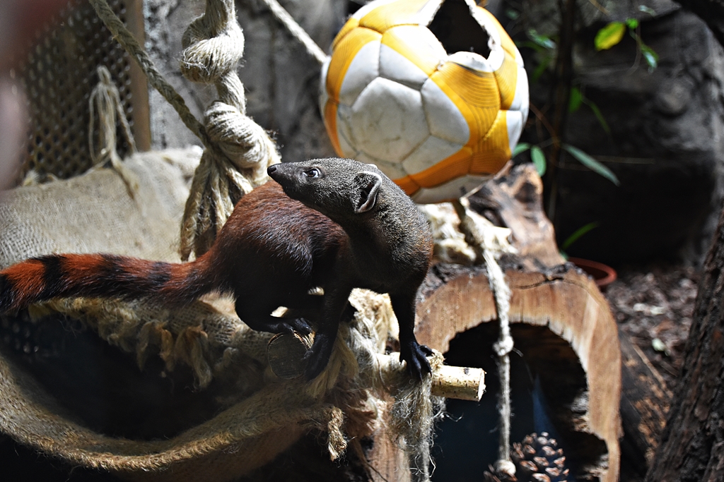 Ring-tailed mongoose