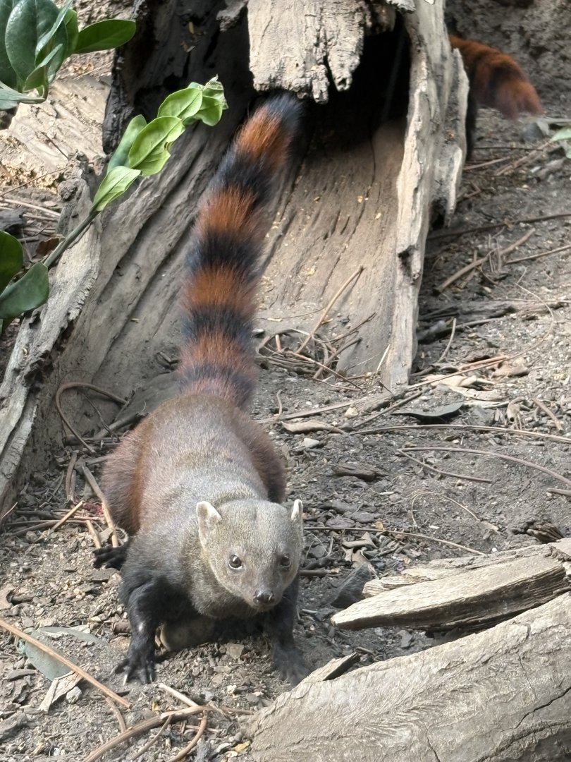 Ring Tailed Mongoose