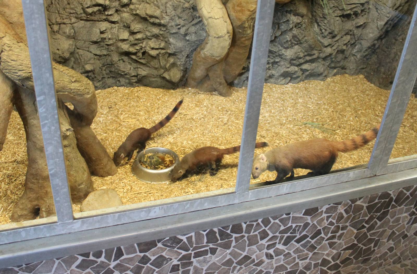 Ring-tailed mongooses