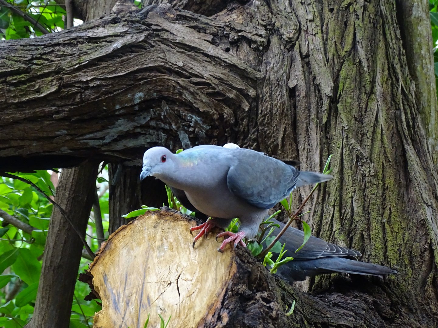 Ring-tailed pigeon (Patagioenas caribaea) Jamaica Swamp Safari, Jamaica